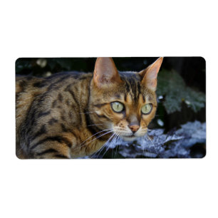 Katt av bengal fraktsedel