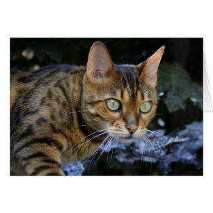Katt av bengal hälsningskort
