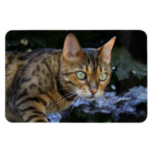 Katt av bengal magnet