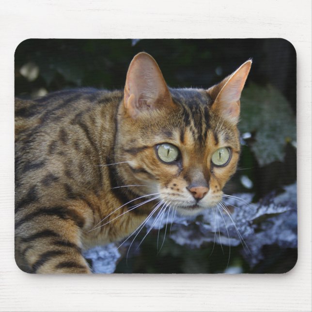 Katt av bengal musmatta (Framsidan)