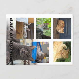 Katt av Cyperns vykort