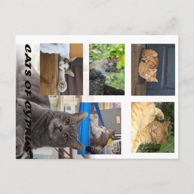 Katt av Cyperns vykort (Framsida)