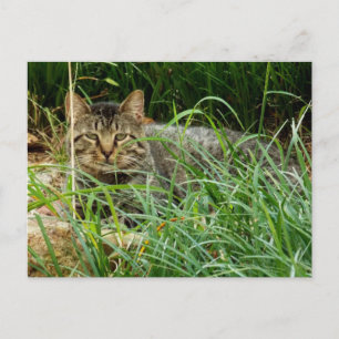 Katt av dräktyp gömmer sig i grästrädgård foto vykort