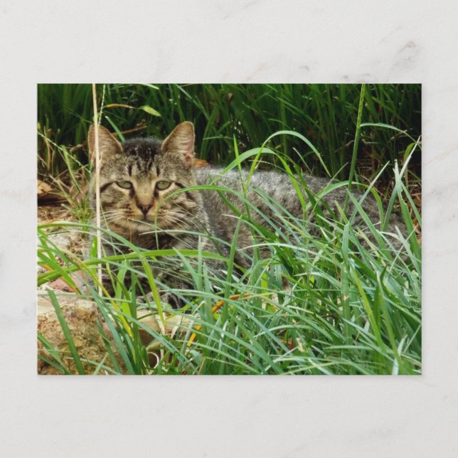 Katt av dräktyp gömmer sig i grästrädgård foto  vykort (Framsida)