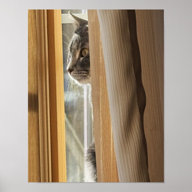 Katt Bakom Gardin Affisch (Framsidan)