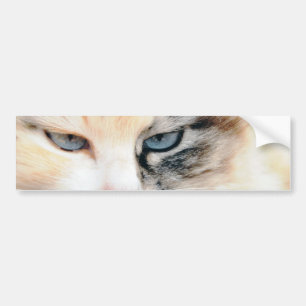 Katt Bildekal