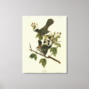 Katt Bird (Grått Catbird) Audubon's Birds of Ameri Canvastryck