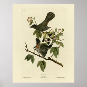 Katt Bird (Grått Catbird) Audubon's Birds of Ameri Poster