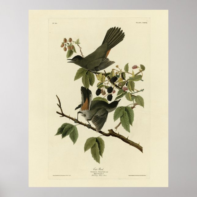 Katt Bird (Grått Catbird) Audubon's Birds of Ameri Poster (Framsidan)