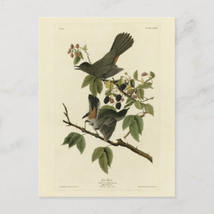 Katt Bird (Grått Catbird) Audubon's Birds of Ameri Vykort