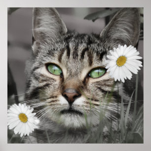 Katt bland Daisyn Poster utskrift