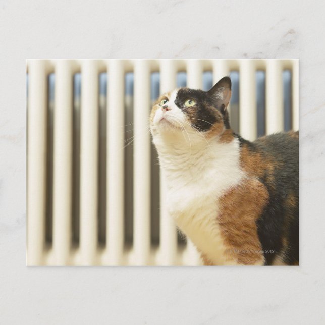 Katt bredvid kylare vykort (Framsida)