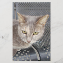 Katt Brevpapper