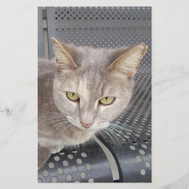 Katt Brevpapper (Framsida)