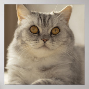Katt, brittiskt kort-hår, Kattdjur Poster