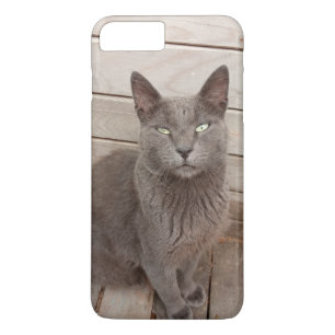 Katt