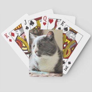Katt Casinokort