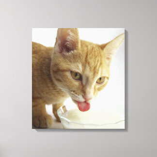 Katt dricker mjölk canvastryck