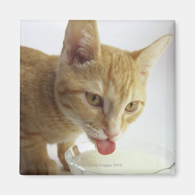 Katt dricker mjölk magnet (Framsidan)