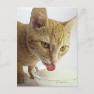 Katt dricker mjölk vykort