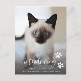 Katt- eller kattadoption, introduktion av nytt säl vykort