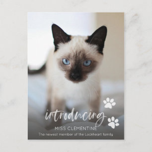 Katt- eller kattadoption, introduktion av nytt säl vykort