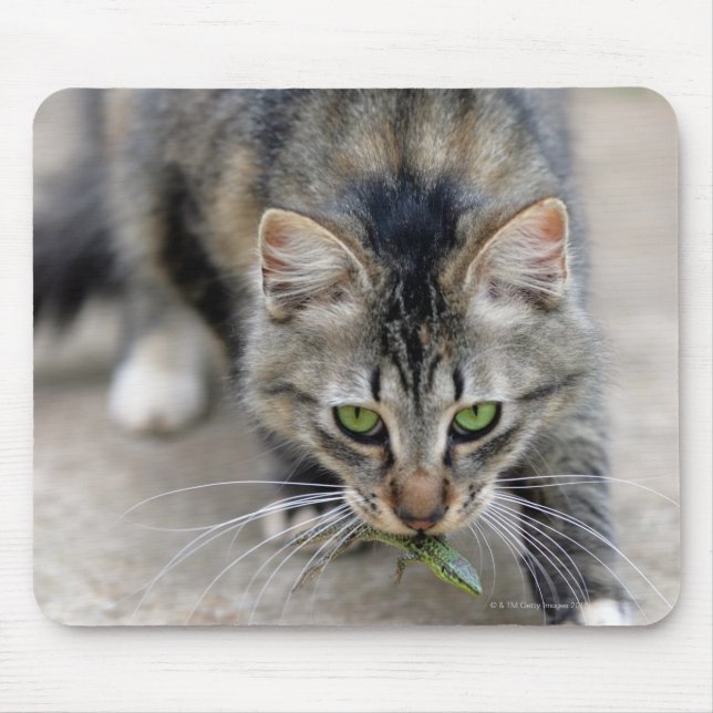 katt fångad i ödla musmatta (Framsidan)