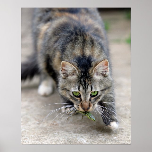 katt fångad i ödla poster (Framsidan)