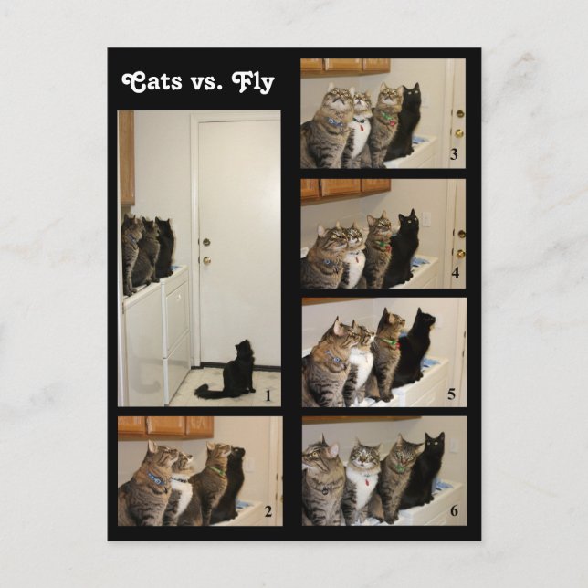 Katt/flygvykort Vykort (Framsida)