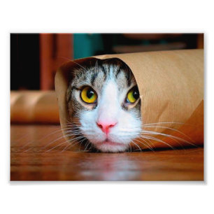 Katt förpackad i brun papper fototryck