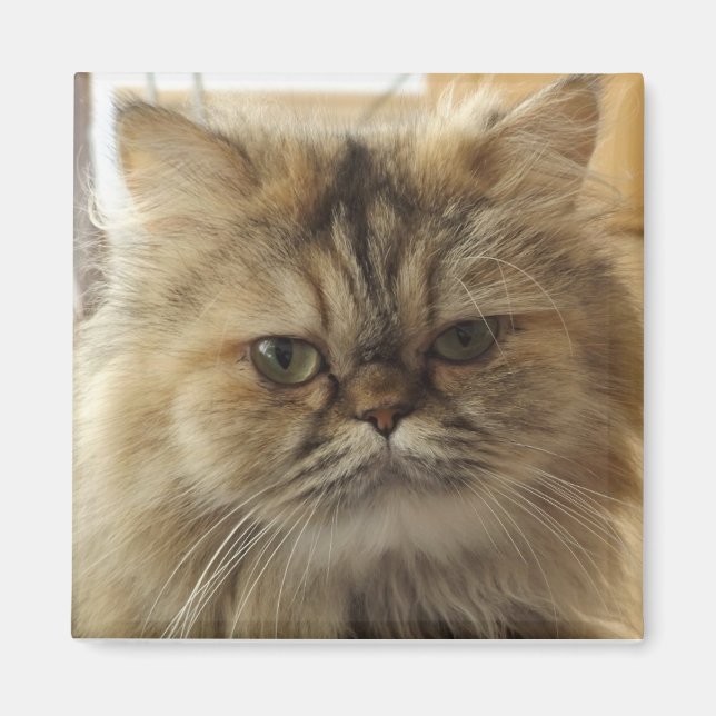KATT FOTO ANPASSAD  MAGNET (Framsidan)