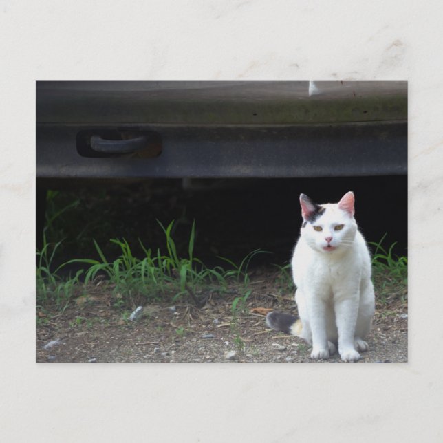 Katt Foto Postkort  Vykort (Framsida)