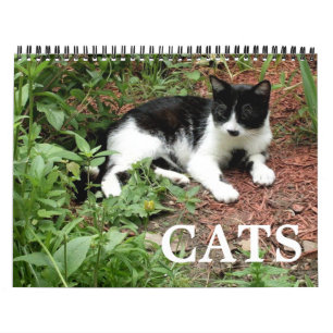 Katt Fotografier Kalender