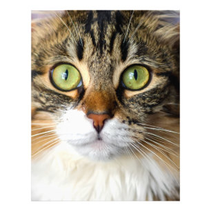 Katt Fototryck