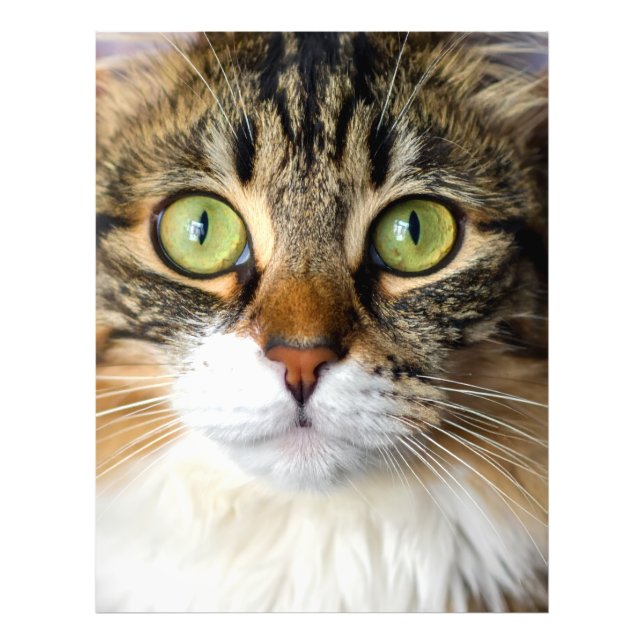 Katt Fototryck (Framsidan)