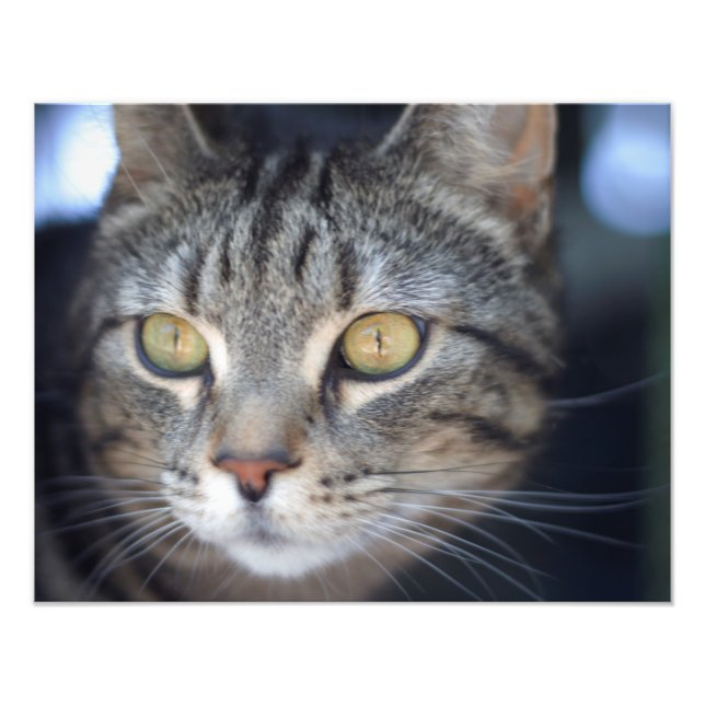katt fototryck (Framsidan)