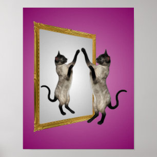 Katt från Siamese på ett Spegel-djur Poster