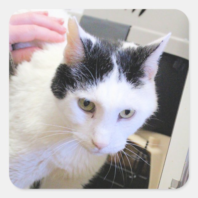 Katt Fyrkantigt Klistermärke (Framsida)