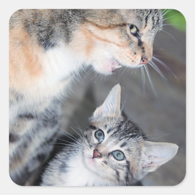 Katt Fyrkantigt Klistermärke (Framsida)