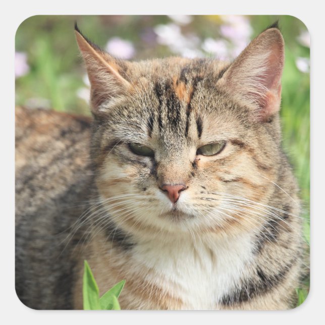 Katt Fyrkantigt Klistermärke (Framsida)