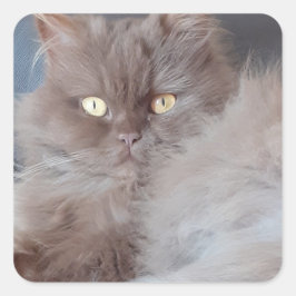 Katt Fyrkantigt Klistermärke
