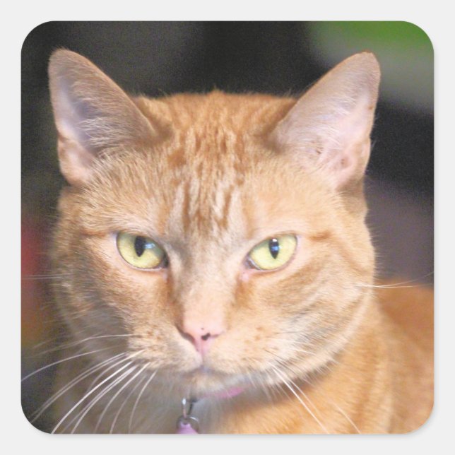 Katt Fyrkantigt Klistermärke (Framsida)
