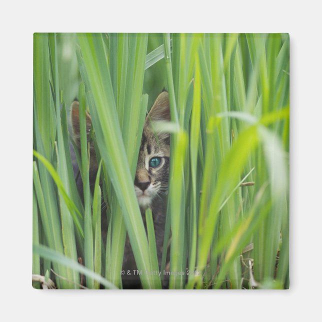 Katt gömmande gräs magnet (Framsidan)