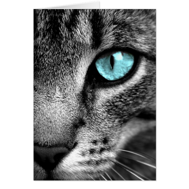 Katt Hälsningskort (Framsidan)