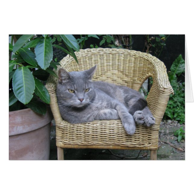 Katt Hälsningskort (Framsidan Horizontal)