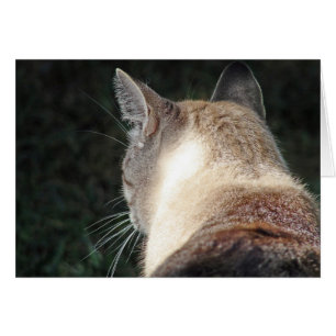 Katt Hälsningskort