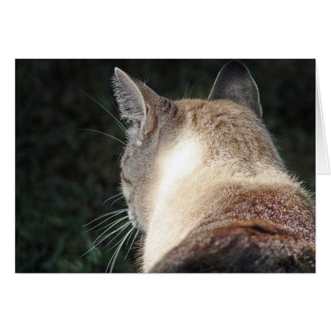 Katt Hälsningskort (Framsidan Horizontal)