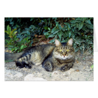 Katt Hälsningskort