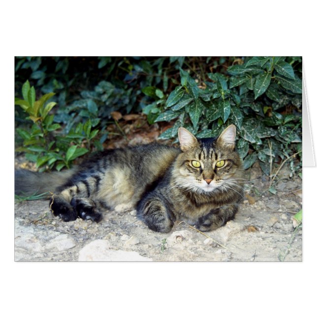 Katt Hälsningskort (Framsidan Horizontal)