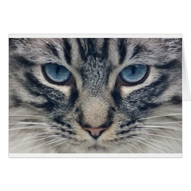 Katt Hälsningskort (Framsidan Horizontal)